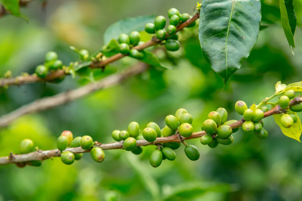 Café verde como quemagrasas natural.